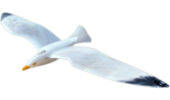 Seagull [PLANEPRINT]
