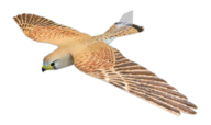 Falcon [PLANEPRINT]