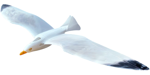 Seagull