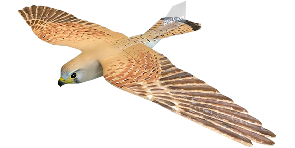 Falcon
