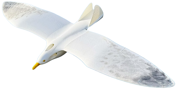 Great Gull