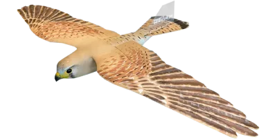 Falcon