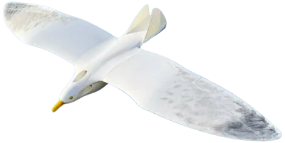 Great Gull
