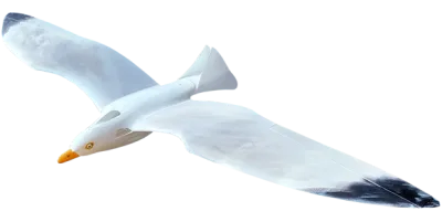 Seagull